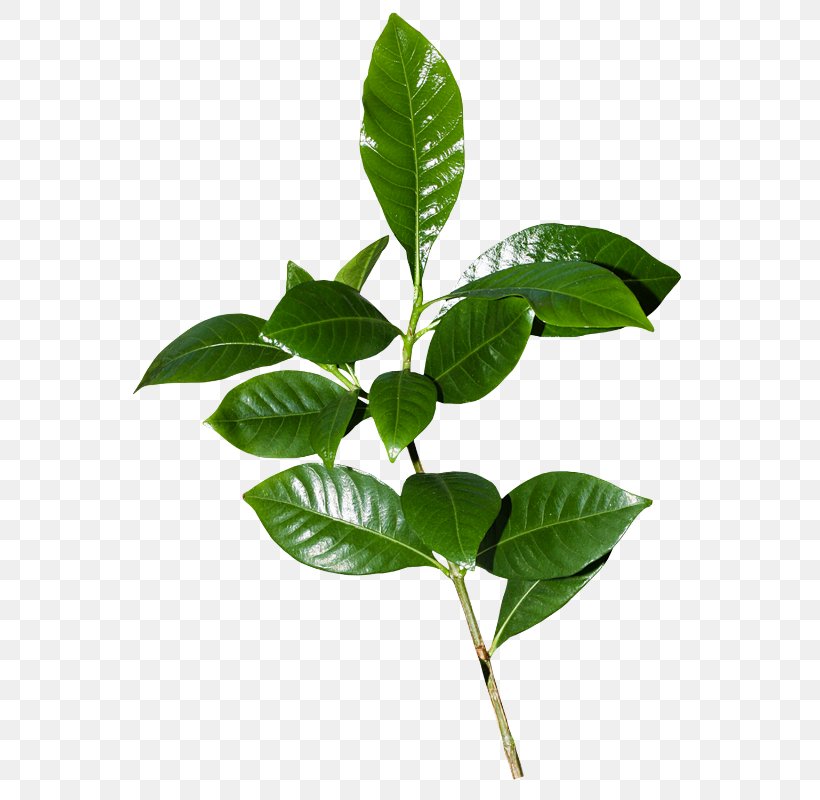 Clip Art Leaf Branch, PNG, 588x800px, Leaf, Branch, Herbaceous Plant, Painter, Painting Download Free