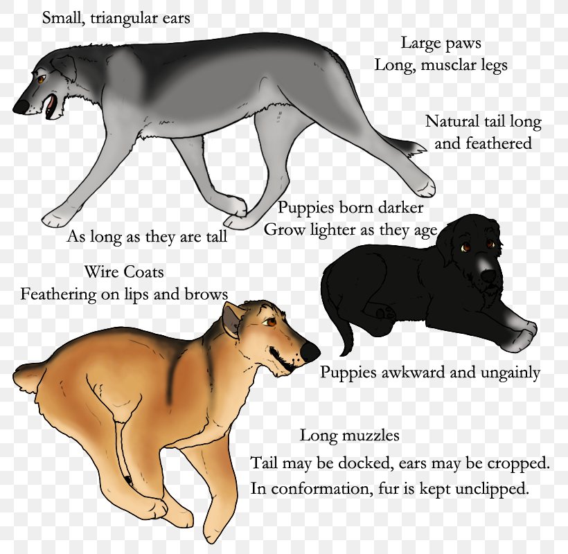 Dog Breed Lion Cat Wildlife, PNG, 800x800px, Dog Breed, Bear, Big Cat, Big Cats, Breed Download Free