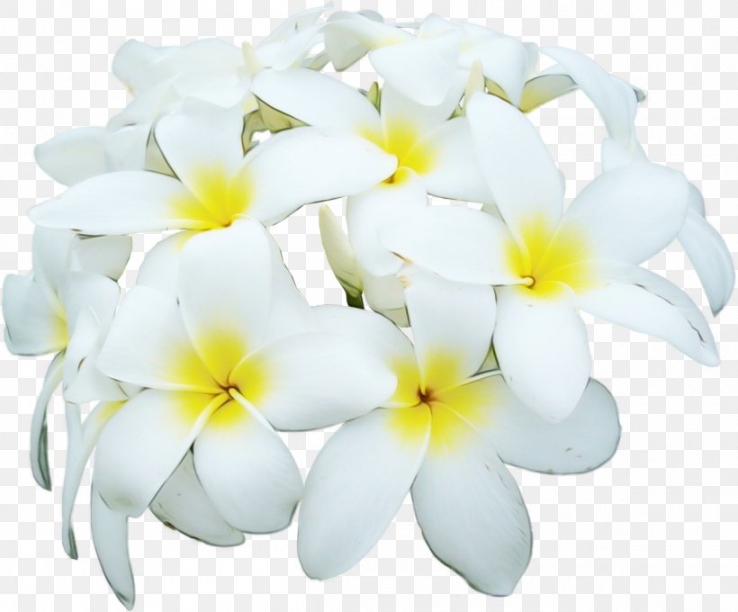 Flower White Petal Frangipani Plant, PNG, 1200x996px, Watercolor, Flower, Flowering Plant, Frangipani, Paint Download Free
