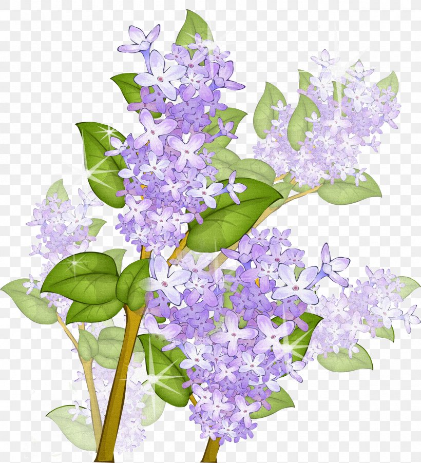 Lilac Flower Picture Frames Clip Art, PNG, 2366x2604px, Lilac, Branch ...