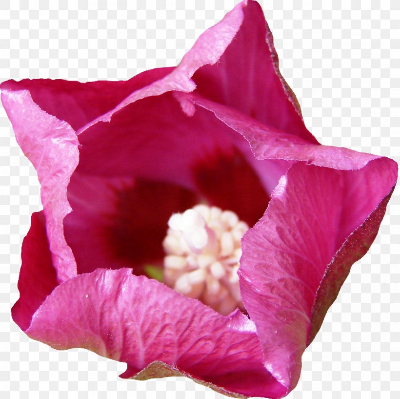 Mallows Hibiscus Magenta Rosaceae Violet, PNG, 1194x1190px, Mallows, Family, Flower, Flowering Plant, Herbaceous Plant Download Free