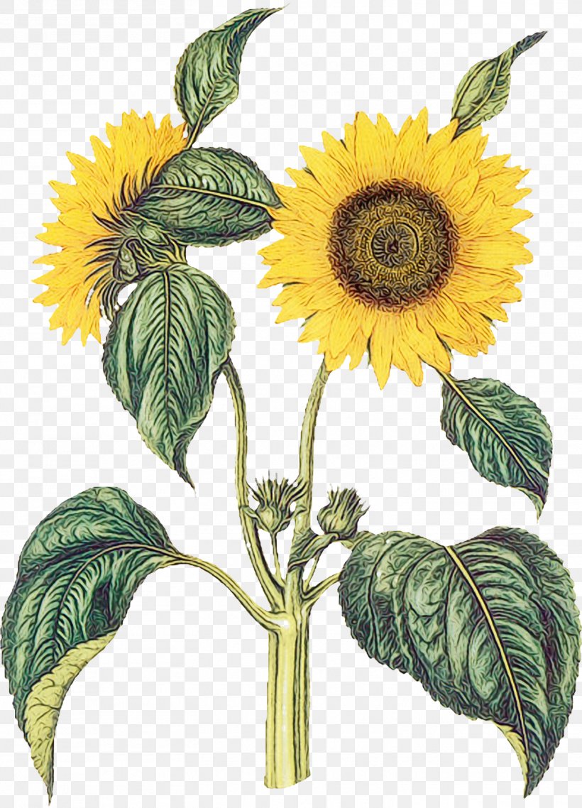 Sunflower, PNG, 1512x2100px, Watercolor, Asterales, Daisy Family, Flower, Flowering Plant Download Free