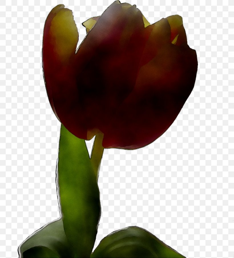 Tulip Plant Stem Plants, PNG, 1025x1129px, Tulip, Botany, Bud, Flower, Flowering Plant Download Free