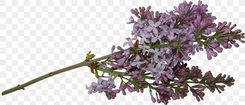 Cut Flowers Lilac Tree Clip Art, PNG, 1790x769px, Flower, Blossom, Branch, Cut Flowers, Flowering Plant Download Free