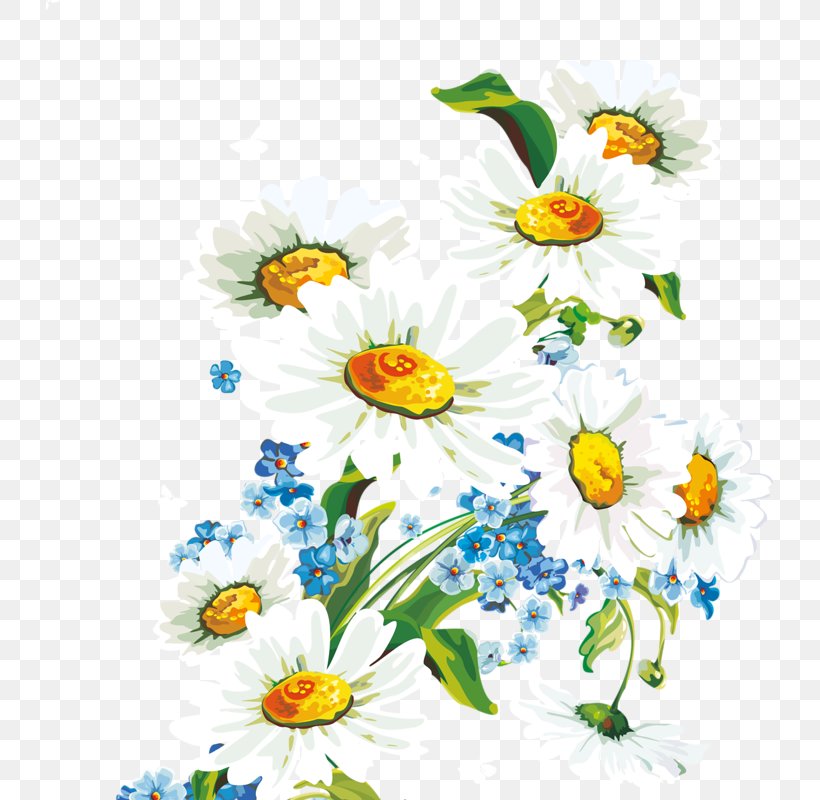 Flower Common Daisy Wallpaper, PNG, 727x800px, Flower, Art, Chamaemelum Nobile, Chrysanthemum, Chrysanths Download Free