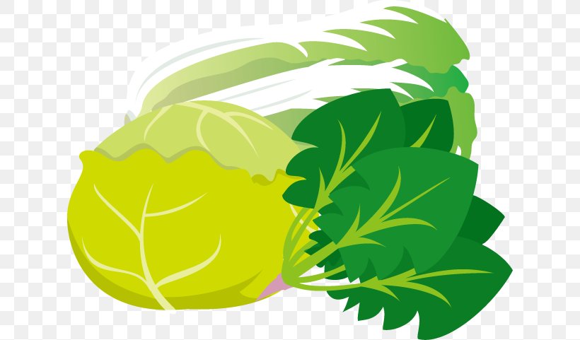 Greens Illustration Napa Cabbage Bargli Sabzavotlar, PNG, 630x481px, Greens, Bargli Sabzavotlar, Cabbage, Flower, Food Download Free