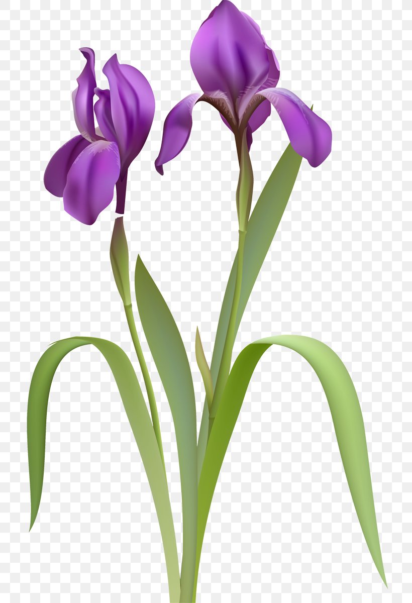 Irises Clip Art, PNG, 727x1200px, Irises, Cattleya, Cut Flowers, Drawing, Flower Download Free