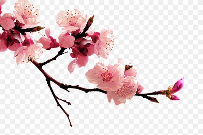 Peach Blossom Flower, PNG, 1130x753px, Peach, Blossom, Branch, Cherry Blossom, Cut Flowers Download Free