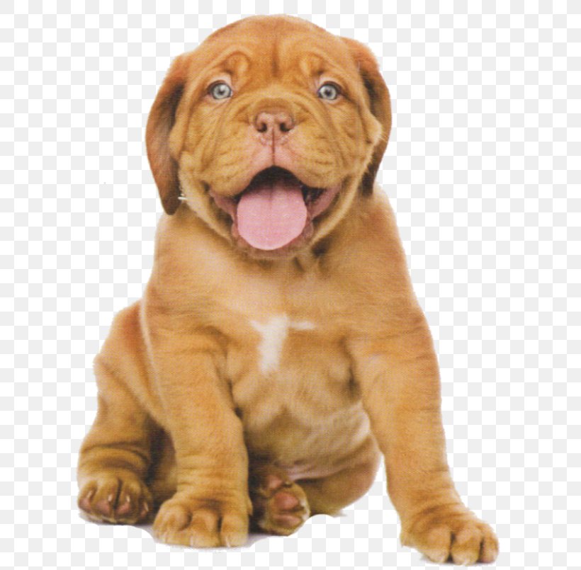 Puppy Pet Sitting Dogue De Bordeaux Cat, PNG, 820x805px, Puppy, Aging In Dogs, Carnivoran, Cat, Companion Dog Download Free