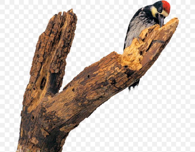 Bird Woodpecker Dendrocopos Flight Photography, PNG, 687x643px, Bird, Animal, Beak, Bird Flight, Dendrocopos Download Free