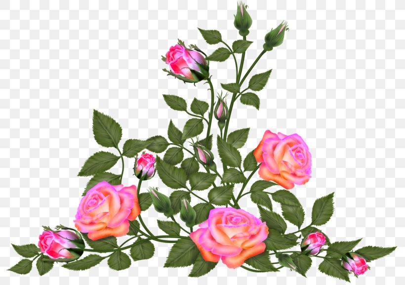 Garden Roses Flower Floral Design Centifolia Roses, PNG, 800x577px, Garden Roses, Annual Plant, Centifolia Roses, Cut Flowers, Floral Design Download Free