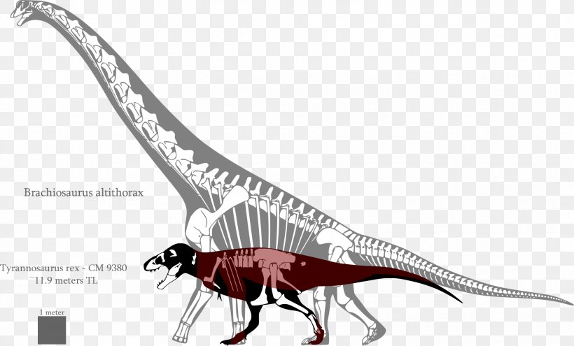 Giraffatitan Brachiosaurus Tyrannosaurus Deinonychus Lusotitan, PNG, 2035x1230px, Giraffatitan, Barosaurus, Brachiosaurus, Ceratosaurus, Deinonychus Download Free