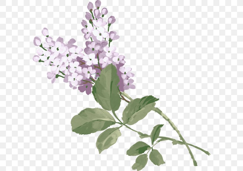 Syzygium Aromaticum Lilac Purple, PNG, 600x576px, Syzygium Aromaticum, Branch, Floral Design, Flower, Flowering Plant Download Free
