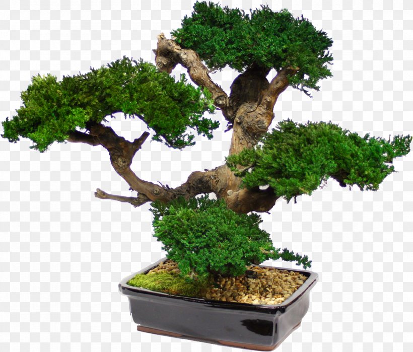 Bonsai Tree Japanese Maple Garden Interior Design Services, PNG, 1180x1007px, Bonsai, Artificial Christmas Tree, Artificial Flower, Decorative Arts, Evergreen Download Free