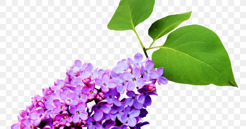 Flower Nosegay, PNG, 1200x630px, Flower, Branch, Color, Designer, Lavender Download Free