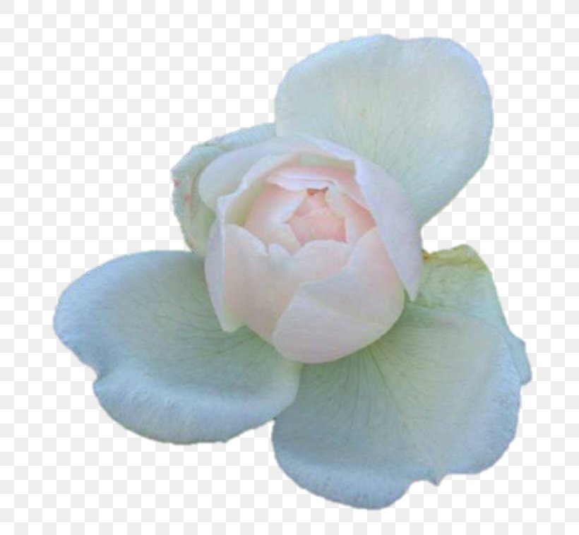 Garden Roses Petal, PNG, 800x758px, Garden Roses, Flower, Flowering Plant, Garden, Petal Download Free