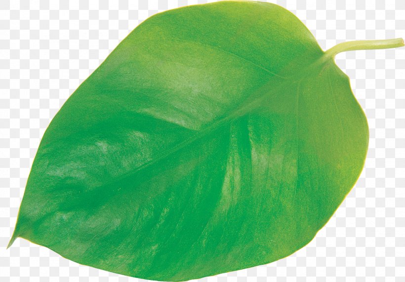 Leaf Plant, PNG, 1623x1131px, Leaf, Green, Plant Download Free