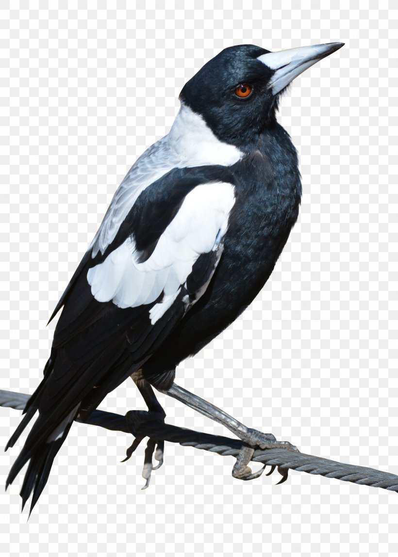 Bird Crows Eurasian Magpie, PNG, 1280x1794px, Bird, Australian Magpie, Beak, Crow, Crow Like Bird Download Free
