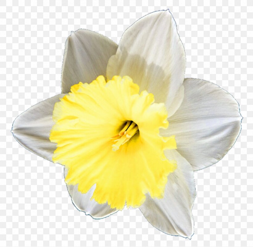 Daffodil Clip Art, PNG, 904x884px, Daffodil, Amaryllis Family, Art ...