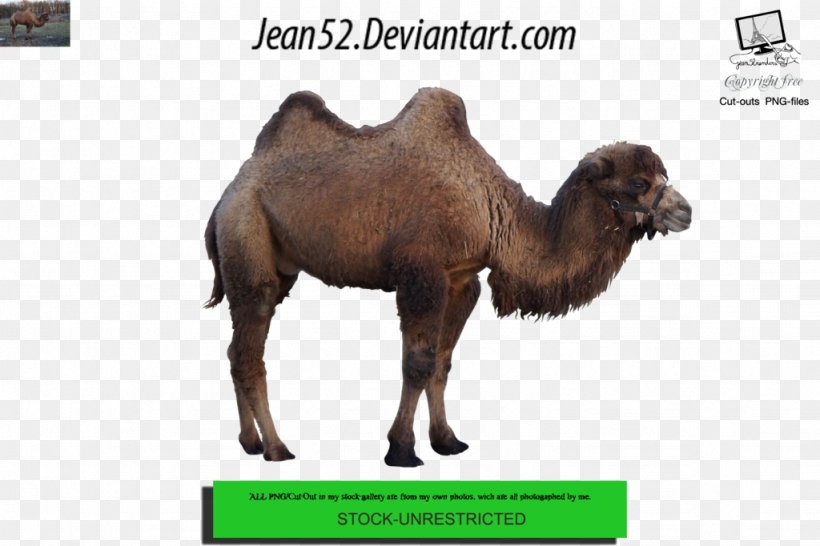 Dromedary Animal Photography DeviantArt, PNG, 1024x682px, Dromedary, Animal, Arabian Camel, Bee, Camel Download Free