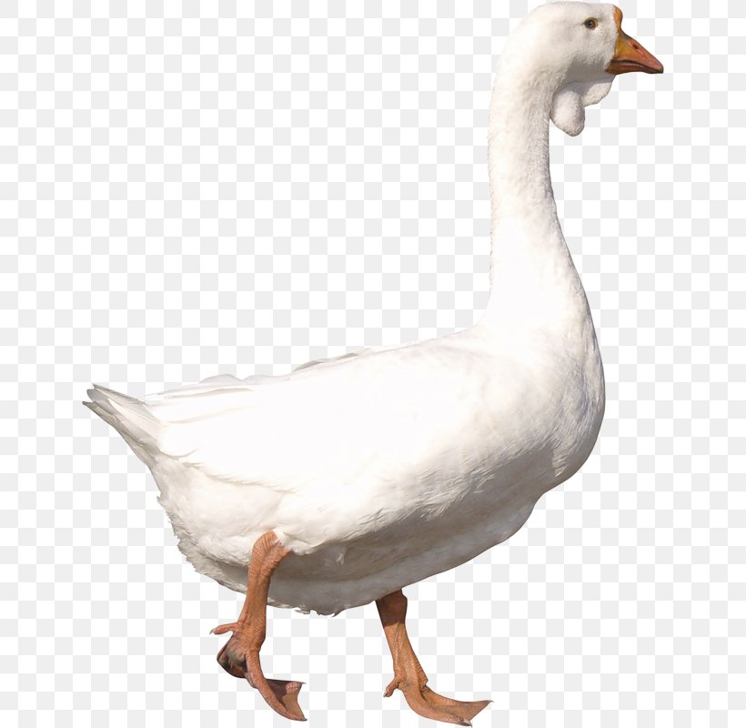 Goose Duck Image File Formats Clip Art, PNG, 640x800px, Goose, Beak, Bird, Duck, Ducks Geese And Swans Download Free