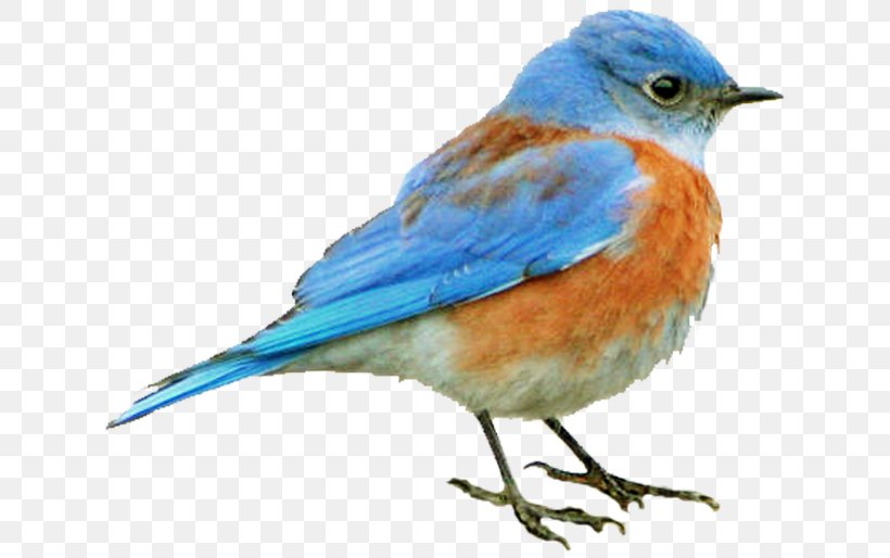 Bluebird Finch Old World Flycatcher Beak, PNG, 642x514px, Bluebird, Beak, Bird, Fauna, Feather Download Free