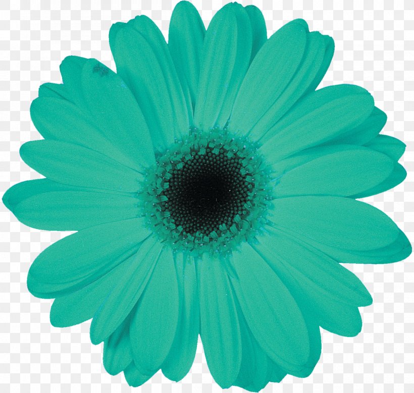 Daisy Family Petal Transvaal Daisy Leaf Flower, PNG, 1200x1141px, Daisy Family, Advertising, Aqua, Daisy, Flower Download Free