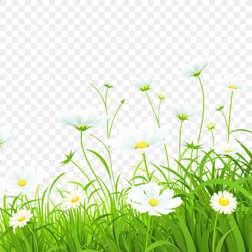 Flower Green Common Daisy Illustration, PNG, 1500x1500px, Flower, Chamaemelum Nobile, Color, Common Daisy, Daisy Download Free
