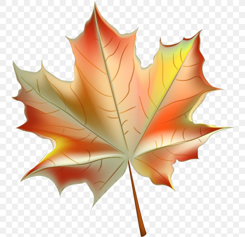 Maple Leaf, PNG, 746x791px, Leaf, Black Maple, Deciduous, Maple, Maple Leaf Download Free