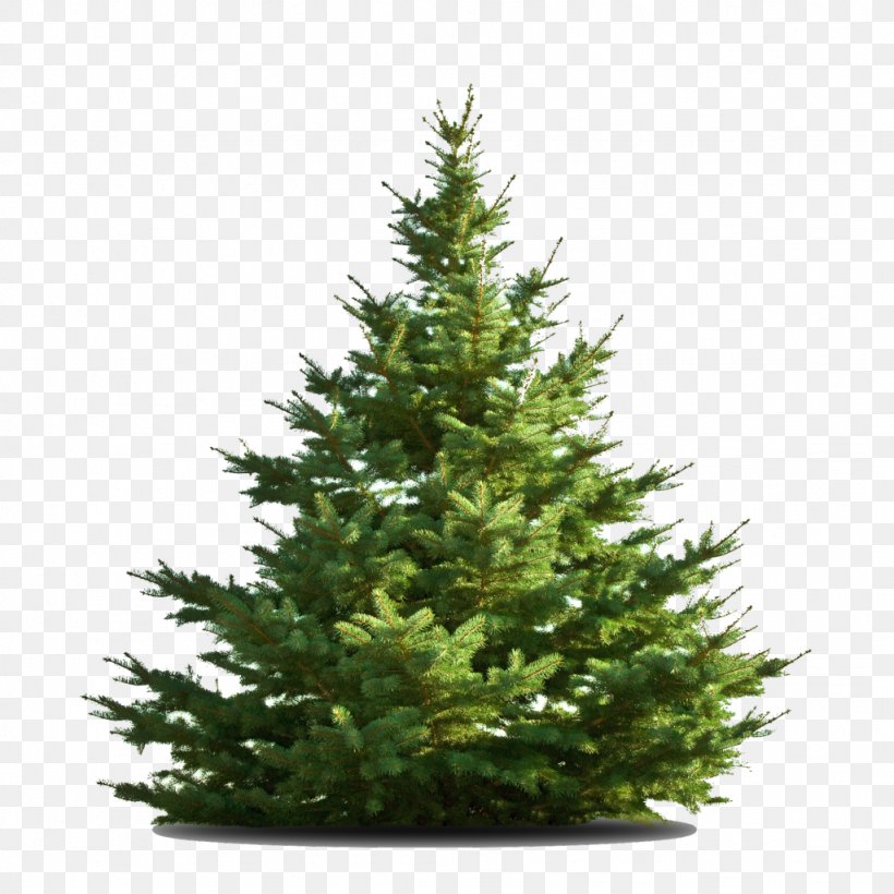 Nordmann Fir Christmas Tree Middletown, PNG, 1024x1024px, Nordmann Fir, Biome, Centrepiece, Christmas, Christmas Decoration Download Free