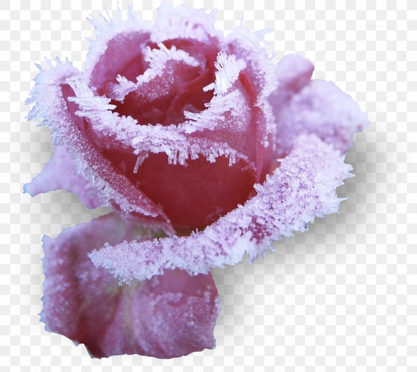 Rose Pink Drawing Flower, PNG, 1600x1430px, Rose, Color, Cut Flowers, Drawing, Flower Download Free