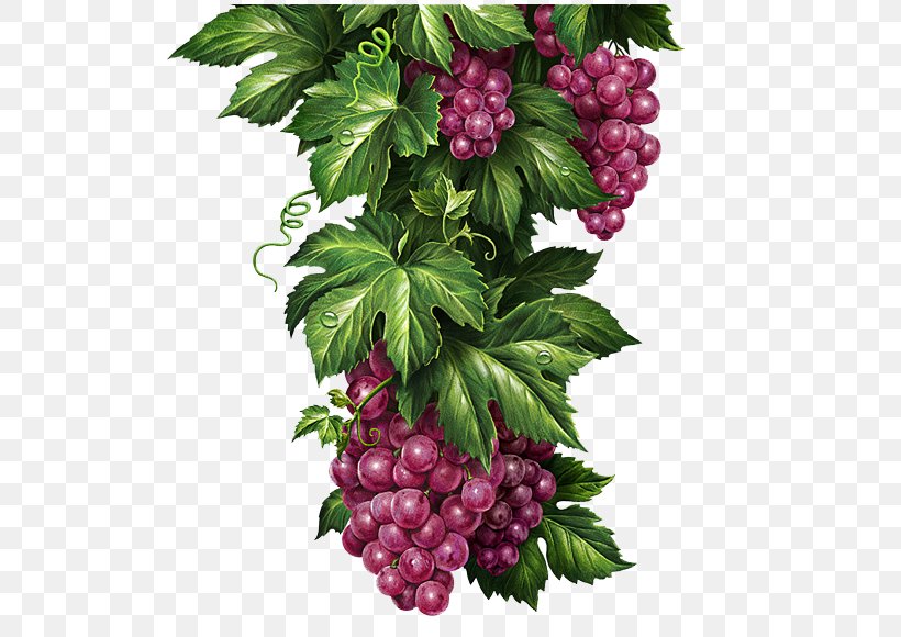 Chernogolovka Grape Lemonade Illustrator Illustration, PNG, 542x580px, Chernogolovka, Behance, Berry, Blackberry, Botanical Illustration Download Free