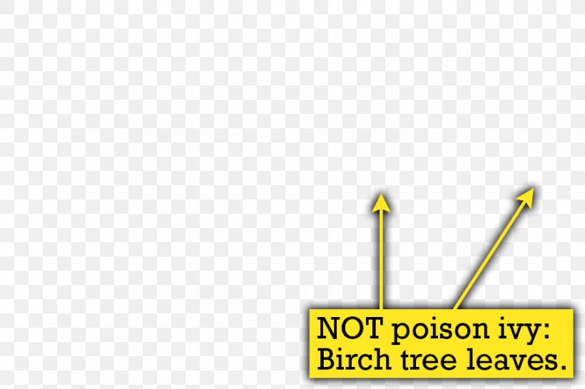 Poison Ivy Poison Sumac Pacific Poison Oak, PNG, 900x600px, Poison Ivy, Birch, Brand, Diagram, Grass Download Free
