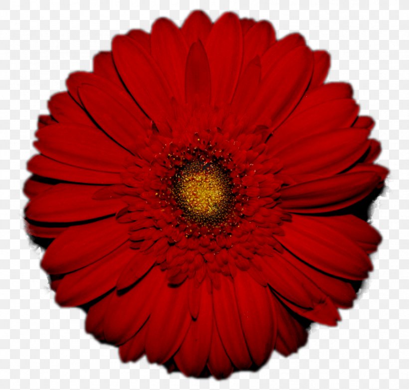 Transvaal Daisy Flower Red Common Daisy Stock Photography, PNG, 896x855px, Transvaal Daisy, Annual Plant, Blue, Chrysanths, Color Download Free