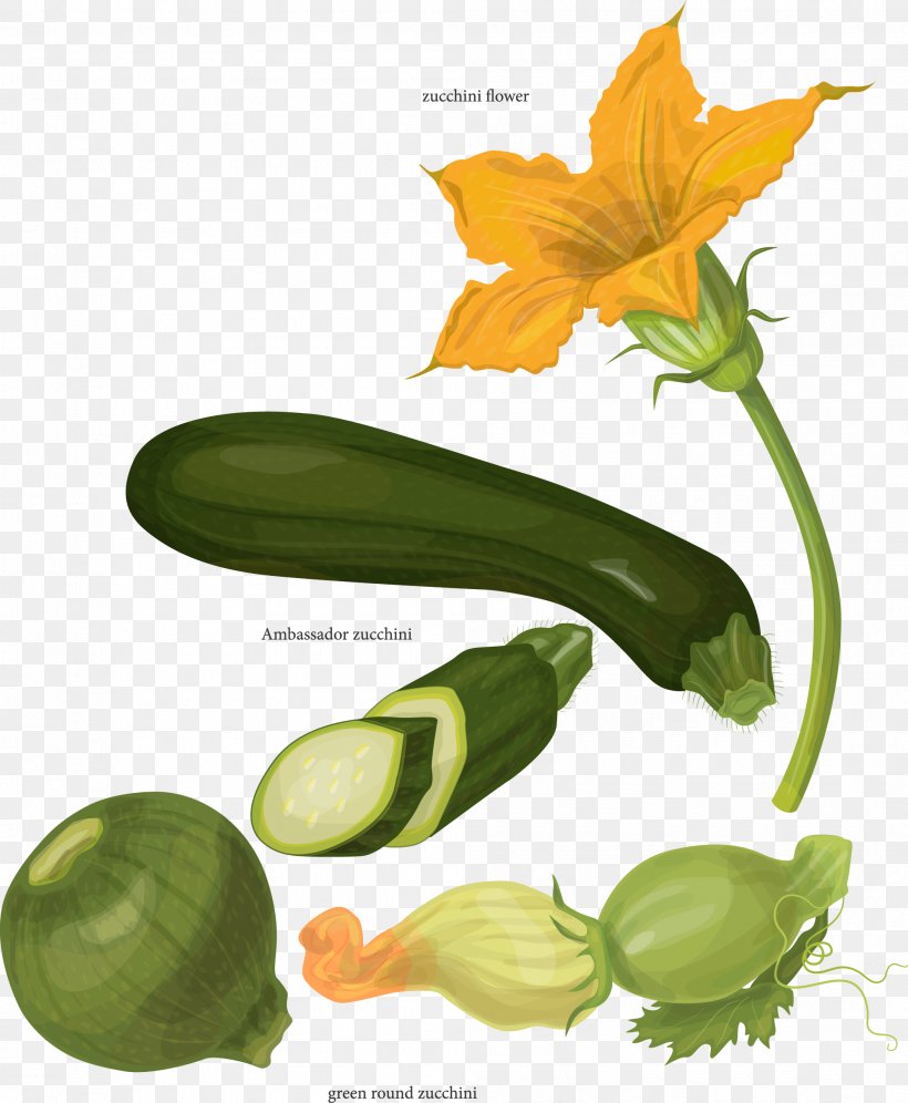 Zucchini Botany Drawing Illustration, PNG, 1990x2419px, Zucchini, Botanical Illustration, Botany, Cucumber, Cucumber Gourd And Melon Family Download Free