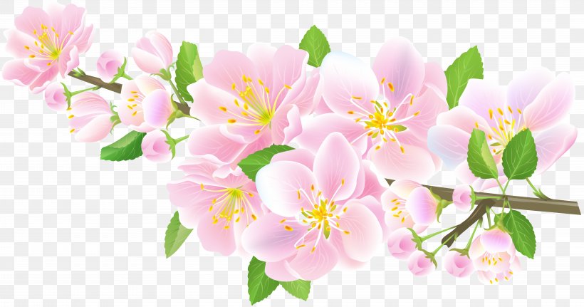 Alstroemeriaceae Cherry Blossom Floral Design Spring, PNG, 8000x4210px, Alstroemeriaceae, Blossom, Branch, Branching, Cherry Download Free