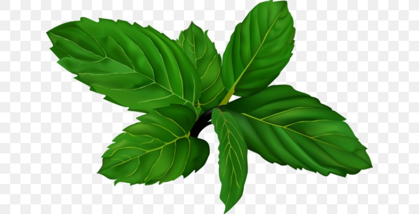 Clip Art, PNG, 640x419px, Peppermint, Herb, Leaf, Mint, Plant Download Free