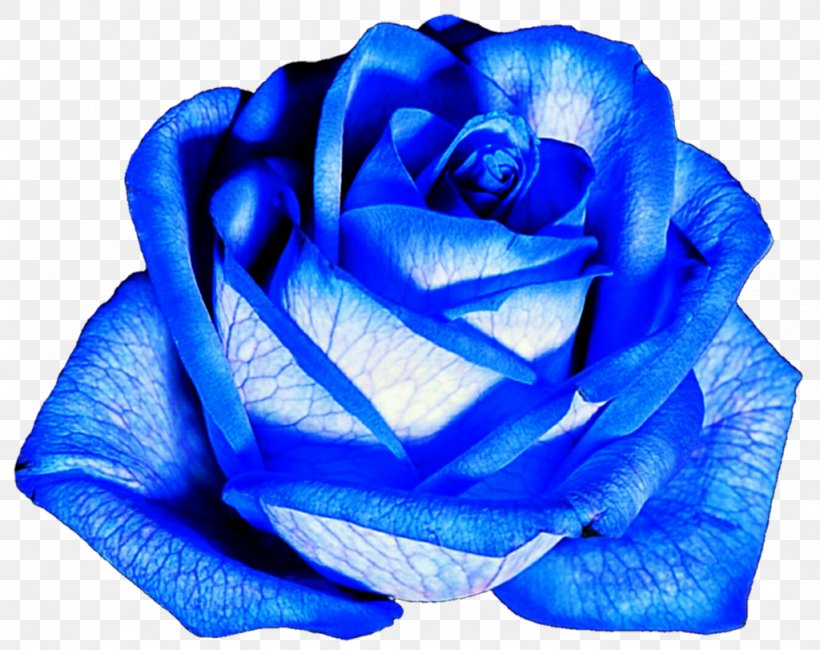 Flower Blue Rose Garden Roses, PNG, 1024x812px, Flower, Blue, Blue Flower, Blue Rose, Cobalt Blue Download Free