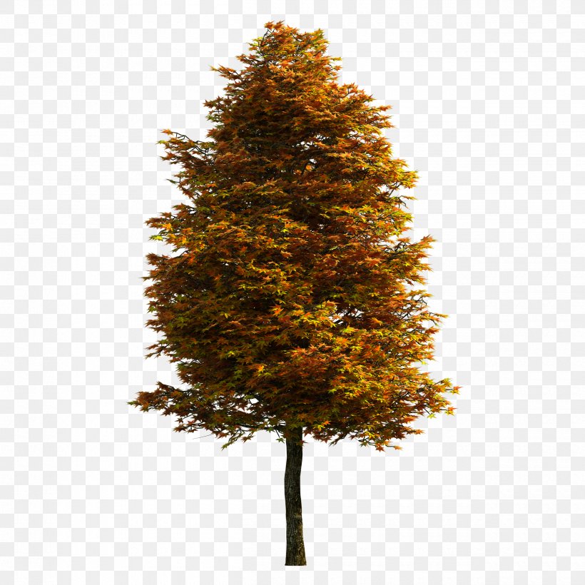 Tree Download, PNG, 2500x2500px, Tree, Autumn, Conifer, Deciduous, Maple Leaf Download Free