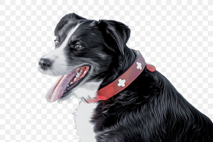 Border Collie, PNG, 2444x1636px, Dog Breed, Border Collie, Companion Dog, Dog, Dog Collar Download Free