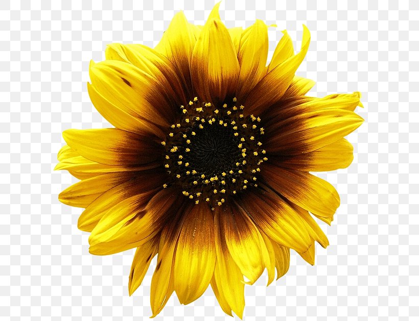 Common Sunflower Can Stock Photo Clip Art, PNG, 611x629px, Common Sunflower, Cdr, Daisy Family, Flower, Flowering Plant Download Free