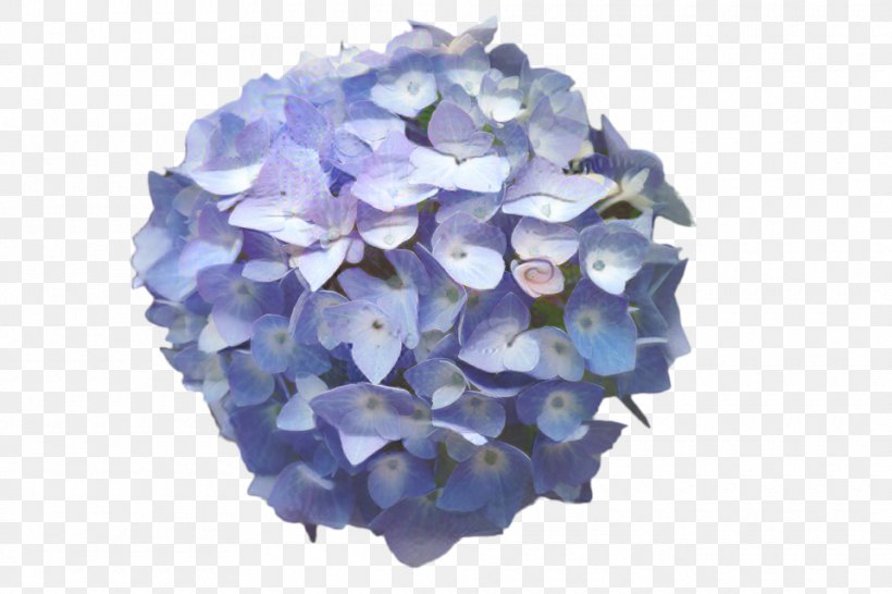 French Hydrangea Image Plants Clip Art Watercolor Painting, PNG, 960x640px, French Hydrangea, Blue, Cornales, Crystal, Cut Flowers Download Free