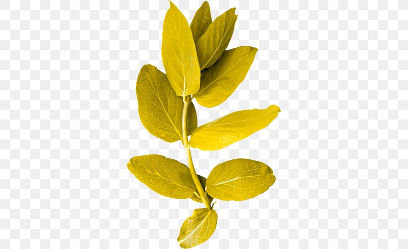 Leaf Plant Stem Twig Green, PNG, 500x500px, Leaf, Aquifoliaceae, Aquifoliales, Common Holly, Flower Download Free
