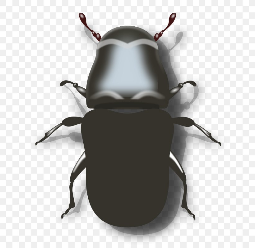 Mountain Pine Beetle Darkling Beetle Clip Art, PNG, 800x800px, Pine, Animation, Arthropod, Beetle, Darkling Beetle Download Free