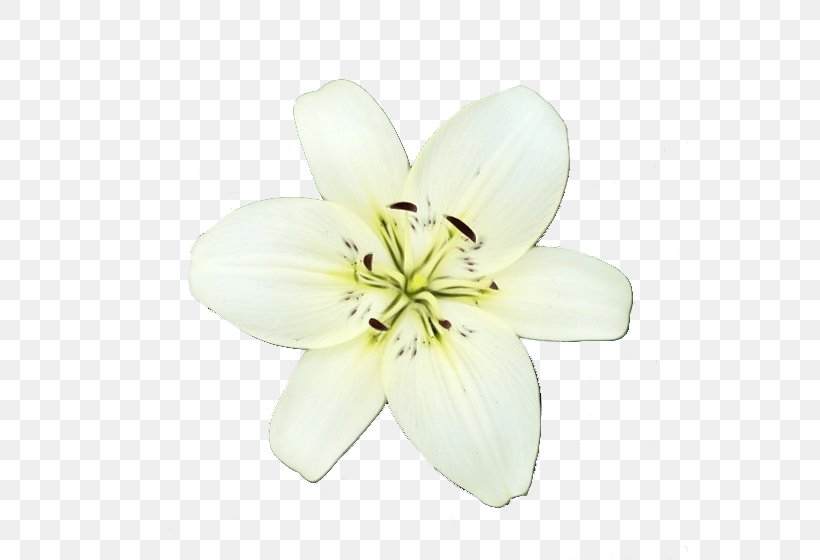 White Petal Flower Lily Plant, PNG, 557x560px, Watercolor, Flower, Flowering Plant, Herbaceous Plant, Lily Download Free