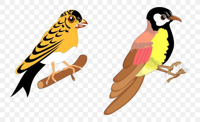 Bird Vector Graphics Illustration Design Download, PNG, 733x500px, Bird, Beak, Cartoon, Drawing, Fauna Download Free