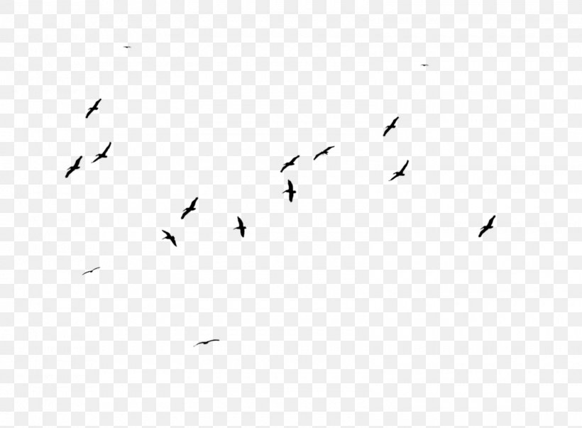 Flock Bird Migration White Font, PNG, 1600x1177px, Flock, Animal Migration, Beak, Bird, Bird Migration Download Free