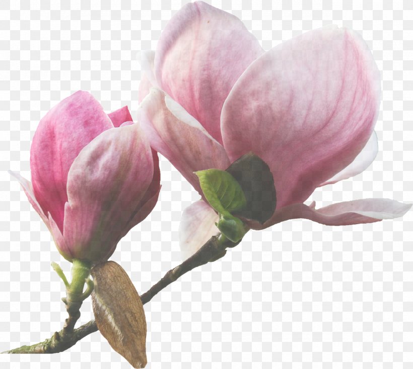 Flower Plant Petal Pink Bud, PNG, 1280x1147px, Flower, Bud, Magnolia, Magnolia Family, Pedicel Download Free