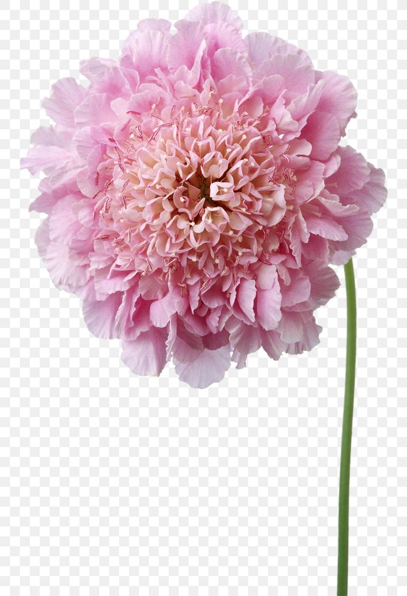 Pink Flowers Photography, PNG, 744x1200px, Flower, Annual Plant, Cut Flowers, Dahlia, Floral Design Download Free