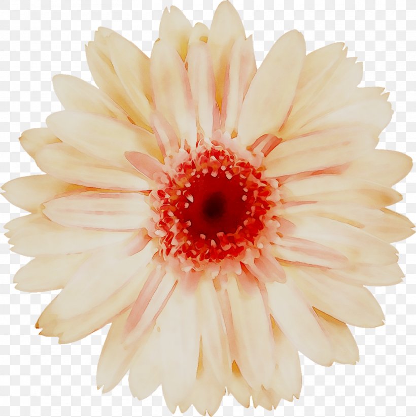 Transvaal Daisy Chrysanthemum Cut Flowers Petal, PNG, 1411x1416px, Transvaal Daisy, Artificial Flower, Asterales, Barberton Daisy, Chrysanthemum Download Free